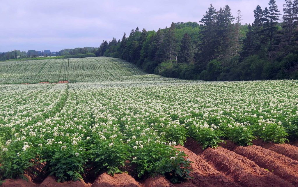 Potatoes-fields